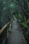 Pedestrian path lined with wood fence at Russel falls in Mount field national park on Tasmania. Jungle like setting