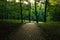 Pedestrian path in summer green city park on sunset