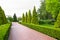 Pedestrian pavement of tiles with trimmed deciduous bushes.