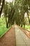 pedestrian road in forest