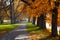 Pedestrian walkway and autumn trees