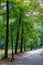 Pedestrian walkway in the park. Bench. Street lamp