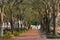 Pedestrian Walkway Tree Canopy Charleston SC