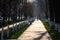 pedestrian walkway with trees on a sunny day