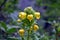 Pedicularis Hoffmeisteri in Valley of Flowers, Uttarkhand, India