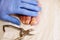 Pedicurist hands in sterile gloves cut nails and cuticles closeup . Hardware manicure.