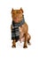 Pedigree American Pit Bull Terrier dog with warm scarf around neck