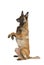 Pedigree Belgian shepherd dog Malinois sitting up on its hind legs