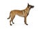 Pedigree Belgian shepherd dog Malinois standing on a white