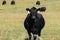 Pedigree blackAberdeenAngus heifer on pasture