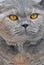 Pedigree british shorthair cat face profile