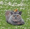 Pedigree british shorthair cat in garden with robin bird perched on head