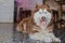 Pedigree brown malamute dog lies on tile floor. Dog sticking out tongue.