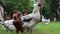 Pedigree brown and white hens and roosters eat grass in nature, outdoors in the backyard of a house near a chicken coop in the