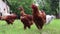 Pedigree brown and white hens and roosters eat grass in nature, outdoors in the backyard of a house near a chicken coop in the cou