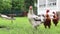 Pedigree brown and white hens and roosters eat grass in nature, outdoors in the backyard of a house near a chicken coop in the cou