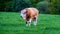 Pedigree bull in green field.