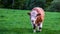 Pedigree bull in green field.