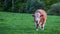 Pedigree bull in green field.