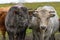 Pedigree bulls in a farmland, cattle-breeding