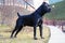 Pedigree cane corso