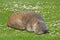 Pedigree cat asleep in daisy meadow