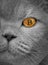 Pedigree cat bitcoin eye cryptocurrency