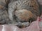 Pedigree cat blissful sleep
