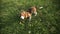 Pedigree dog Beagle playing with videograph camera. Dog runs at the camera