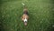 Pedigree dog Beagle playing with videograph camera. Dog runs at the camera