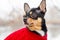 Pedigree dog chihuahua clothing outdoors. Dressed Chihuahua. Portrait of dog in stylish red clothes