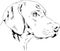 Pedigree dog drawn in ink by hand on a white background, logo