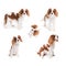 Pedigree dogs collage. Cavalier King Charles Spaniel in studio on white background - isolate with shadow