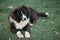 Pedigree dogs Shepherd lying on a soft green grass.