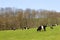 Pedigree dutch belted cattle in a green pasture
