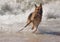 Pedigree German Shepherd Dog Ocean Waves