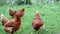 Pedigree Hens eating grass in nature