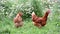 Pedigree Hens eating grass in nature