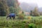 Pedigree horse with coat eating grass, surrounded by foggy autumn trees and nature