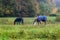 Pedigree horses with coats eating grass surrounded by autumn trees and nature