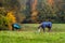 Pedigree horses with coats eating grass surrounded by autumn trees and nature