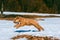Pedigree irish soft coated wheaten terrier dog actively running on snow in park, outdoor domestic animal activities