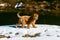 Pedigree irish soft coated wheaten terrier dog walking on snow in park, outside pet activity and training