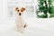 Pedigree jack russell terrier dog poses on bed against blurred background, fir tree symbolizing coming winter holidays. Animals,