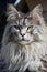 Pedigree Maine Coon cat