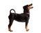 Pedigree miniature pinscher stands on a white background