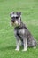 Pedigree miniature schnauzer dog pose