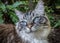 Pedigree Ragdoll cat outdoor portrait