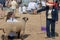 Pedigree sheep being judged by mature woman