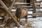 Pedigree sheep on a farm in winter